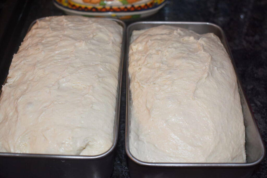 two sourdough loafs that have risen and are ready to bake