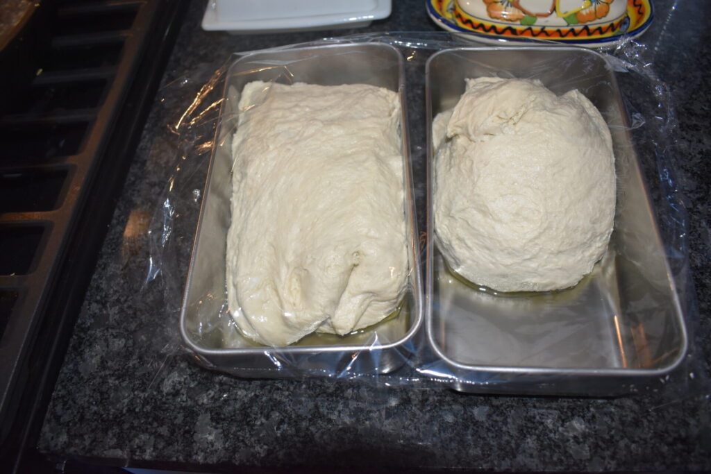 Two sourdough loafs in pans rising