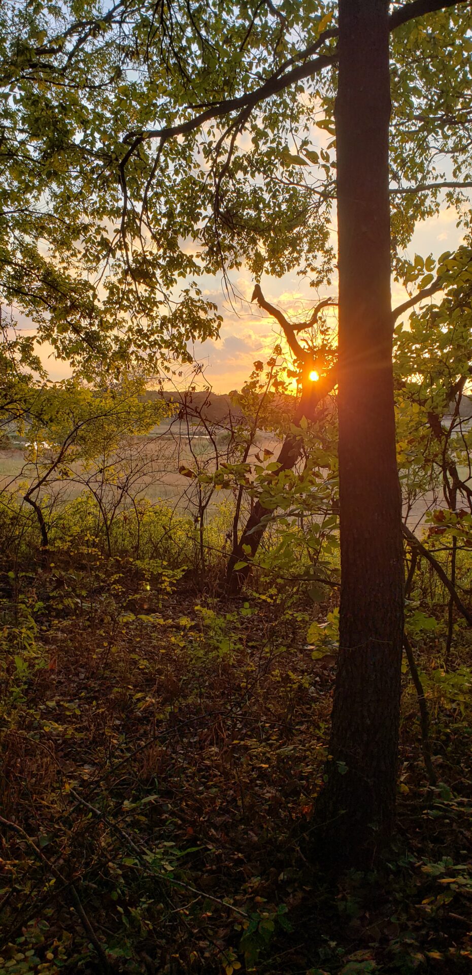 Sunset through the trees overlooking a field